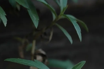 黄花磨其草