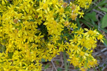 黄花子