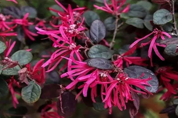 红花继木