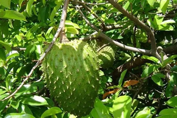 红毛榴莲