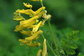 黄草花