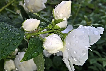 红茉莉花
