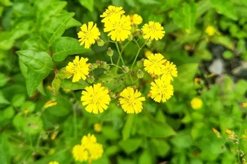 还阳菜