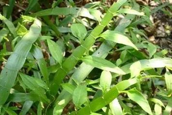百足草