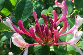 红色金银花