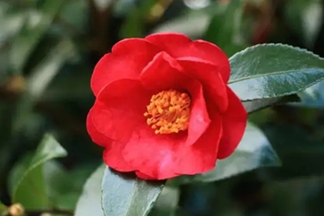 红山茶花